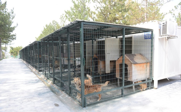 HAYVAN BAKIM EVİNİN ÇATILARI ONARILDI