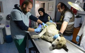YARALI KÖPEK SAĞLIĞINA KAVUŞTU