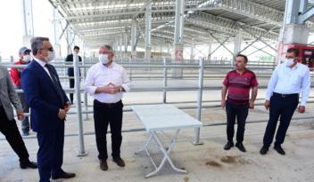 HAYVAN PAZARI YENİDEN AÇILIYOR