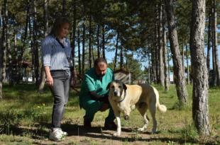 O SOKAK KÖPEĞİ SAHİPLENDİRİLECEK