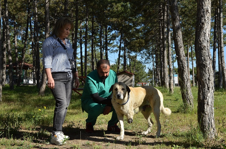 O SOKAK KÖPEĞİ SAHİPLENDİRİLECEK