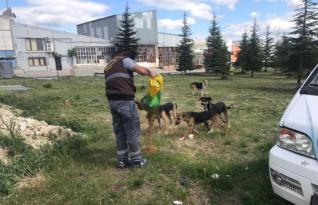 SOKAK HAYVANLARINA YEM BIRAKILDI