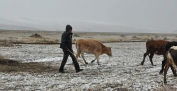 HAYVANLAR DONARAK TELEF OLDU