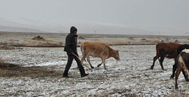 HAYVANLAR DONARAK TELEF OLDU