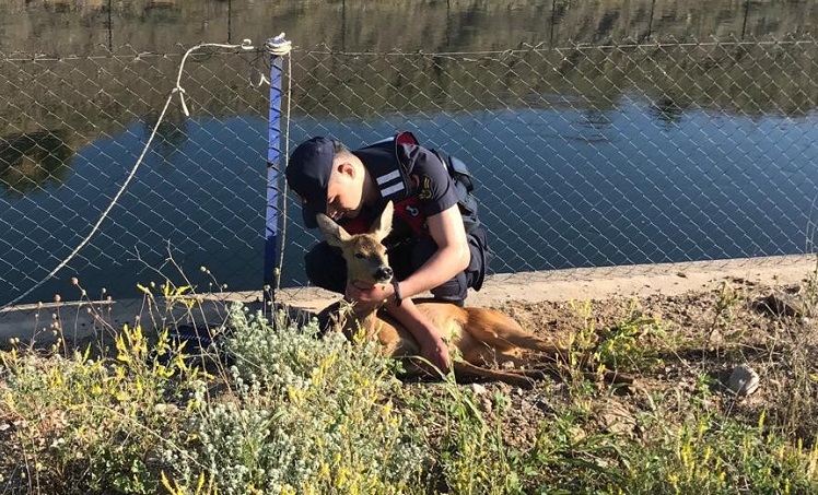 KANALA DÜŞEN KARACA KURTARILDI
