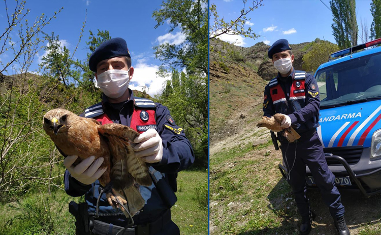 YARALI ŞAHİN TEDAVİ ALTINA ALINDI