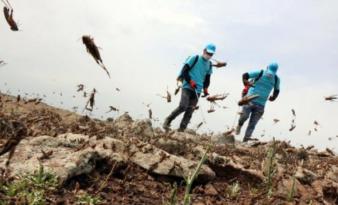 ÇORUM’DA KÖYÜ ÇEKİRGELER BASTI!