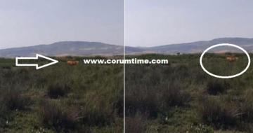 ÇORUM’DA ASLAN GÖRÜLDÜ İDDİASI