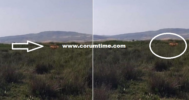 ÇORUM’DA ASLAN GÖRÜLDÜ İDDİASI