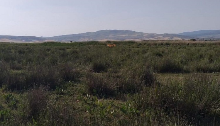 ASLAN İÇİN FOTOKAPAN YERLEŞTİRİLDİ!