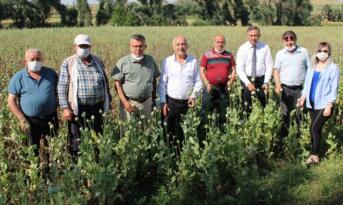 HAŞHAŞ ÜRETİCİLERİ ZOR DURUMDA