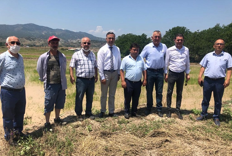 ÇELTİK ÜRETİCİLERİ ZOR DURUMDA