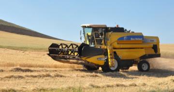 ÇORUM’DA İLK ARPA HASADI YAPILDI