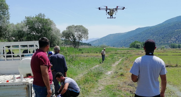 TARLALAR DRONE İLE İLAÇLANIYOR