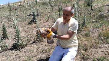 KIZIL ŞAHİN SON ANDA KURTARILDI