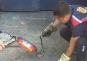 İŞYERİNDEKİ YILAN PANİK YARATTI