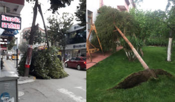 FIRTINA AĞAÇLARI SÖKTÜ