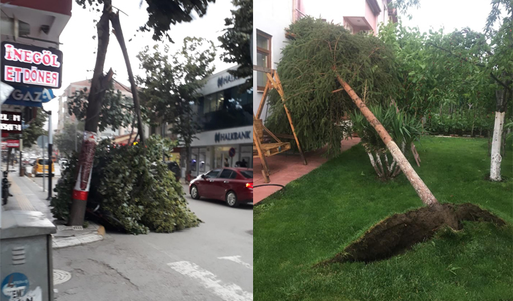 FIRTINA AĞAÇLARI SÖKTÜ