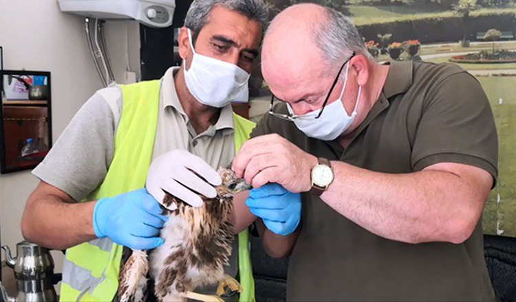 YARALI ŞAHİN TEDAVİ EDİLDİ