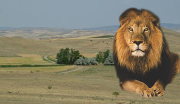 ASLAN AVINDA SICAK GELİŞME