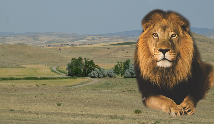 ASLAN AVINDA SICAK GELİŞME