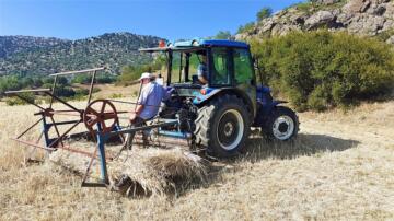 SICAK BUĞDAY HASADINI ETKİLEDİ