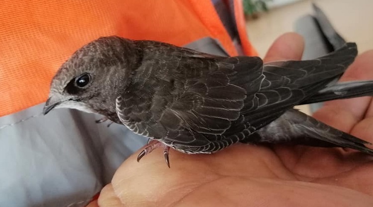 EBABİL KUŞLARI BAKIMA ALINDI