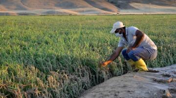 Çeltik üreticilerine yanık uyarısı!