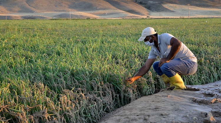 Çeltik üreticilerine yanık uyarısı!