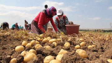 ÇORUM’DA PATATES HASADI BAŞLADI
