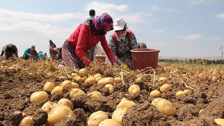 ÇORUM’DA PATATES HASADI BAŞLADI