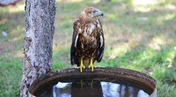 YABANİ KUŞLAR İLGİ ODAĞI OLDU