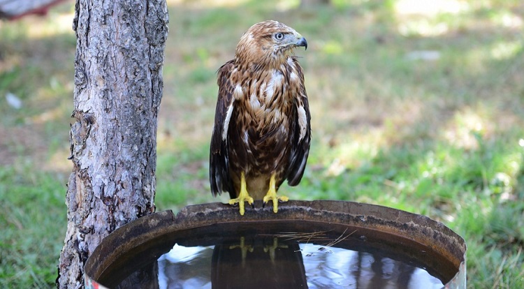 YABANİ KUŞLAR İLGİ ODAĞI OLDU