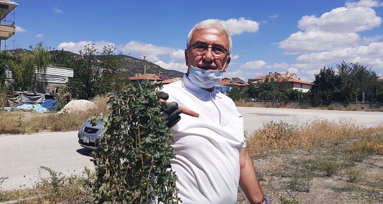 BU BİTKİNİN FAYDALARI SAYMAKLA BİTMİYOR