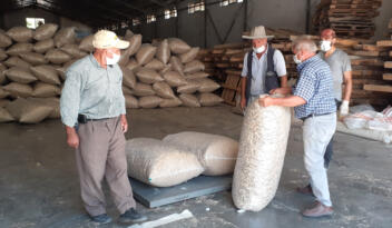 HAŞHAŞ KABUĞU ALIMINA BAŞLANDI