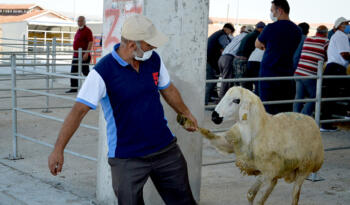 KURA İLE 90 KOÇ DAĞITILDI