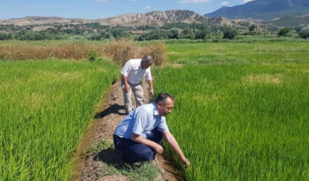 ÇELTİK ÜRETİCİLERİNİ UYARDI!