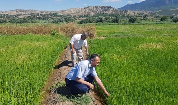 ÇELTİK ÜRETİCİLERİNİ UYARDI!