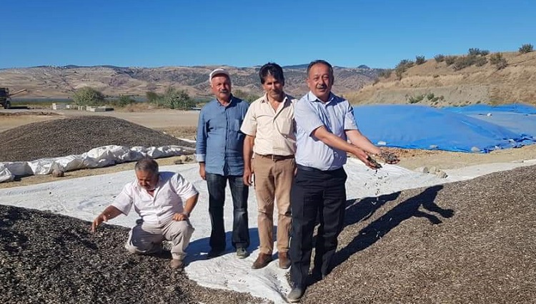 ÇORUM ÇEKİRDEĞİ MEŞHUR OLDU!