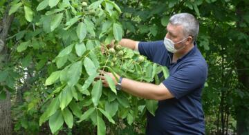 CEVİZDE KALİTE VE FİYAT ARTTI