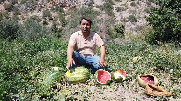 ÇORUMLU KÖYLÜYÜ ŞAŞIRTAN MANZARA!