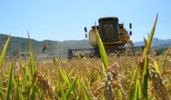 ÇORUM’DA BEYAZ ALTIN HASADI BAŞLADI