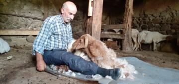 KOYUNLARIN GÜZ KIRKIMI BAŞLADI