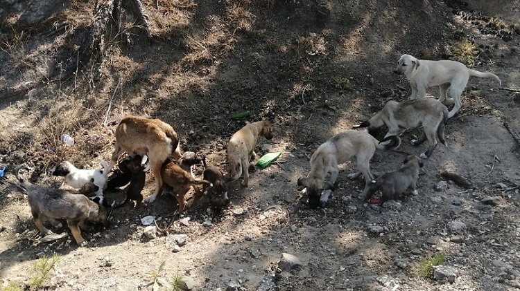 SOKAK HAYVANLARI KÖYE TERK EDİLDİ!