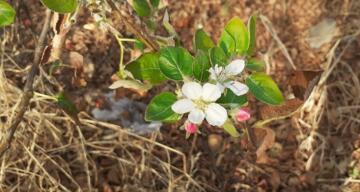 ELMA AĞACI EYLÜL’DE ÇİÇEK AÇTI