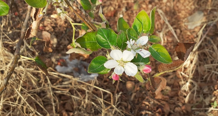ELMA AĞACI EYLÜL’DE ÇİÇEK AÇTI