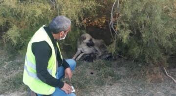 YAVRU KÖPEKLER BAKIMA ALINDI
