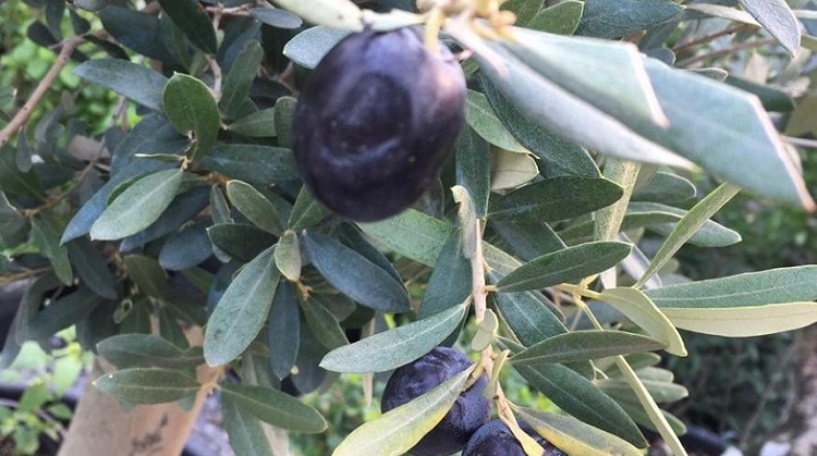 ÇORUM’DA ZEYTİN HASADI BAŞLADI