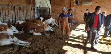 AKIMA KAPILAN İNEKLER TELEF OLDU