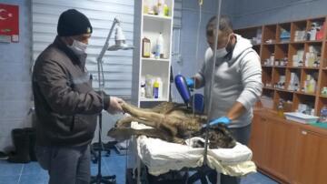 KUYUYA DÜŞEN KÖPEK KURTARILDI